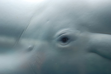 Obraz premium Spojrzenie na szeroko otwarte oko białego wieloryba
