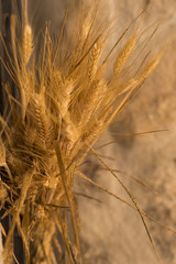 Golden ears of wheat over stone background used for decoration