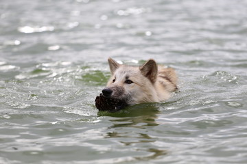 American Wolfdogs and Czech Wolfdogs playing