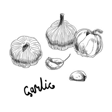 Vector hand drawn illustration with garlic on white background