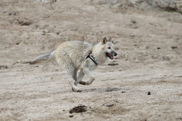 American Wolfdogs and Czech Wolfdogs playing