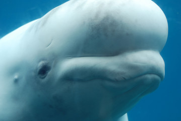 Obraz premium Profile of a Beluga Whale Swimming Underwater