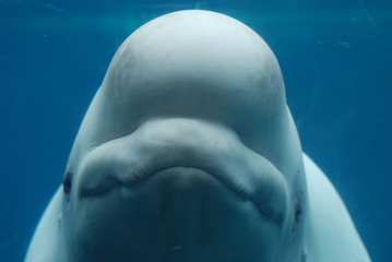 Naklejka premium Szczęśliwa buźka Beluga Whale Underwater