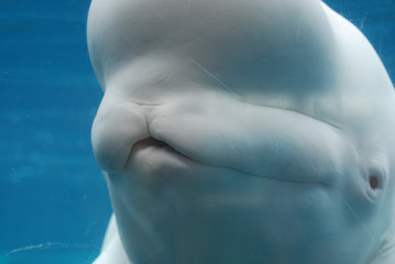 Naklejka premium Fantastic Up Close Look at a Beluga Whale Underwater