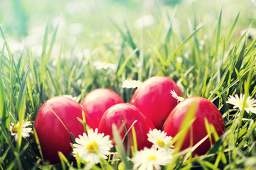 Fototapeta na wymiar Red Easter Eggs in green grass arranged with daises