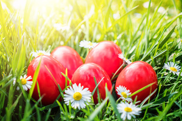 Red Easter Eggs in green grass arranged with daises