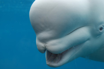 Naklejka premium Beluga Whale With His Mouth Open Showing His Teeth
