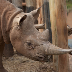 Obraz premium Kenya Africa