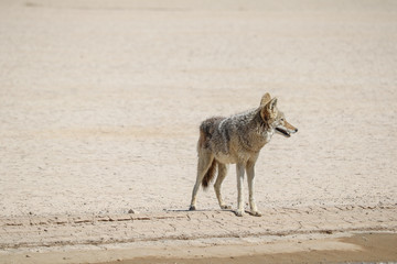 Coyote, Death Valley National Park