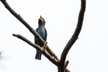 Oriental Dollarbird 5//15
This Oriental Dollarbird was trying its very best to get rid of its 'food', the weevil, which clamped on its mouth.