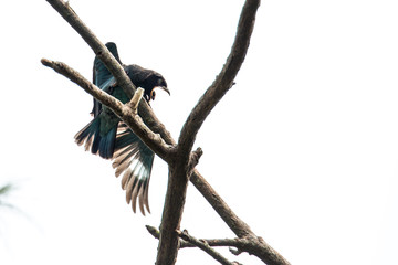 Oriental Dollarbird 6/15
This Oriental Dollarbird was trying its very best to get rid of its 'food', the weevil, which clamped on its mouth.