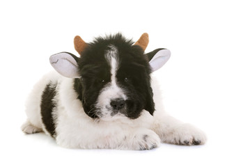 Obraz premium puppy newfoundland dog cow