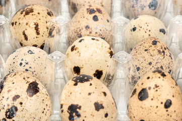 Obraz premium Quail eggs in a plastic container closeup