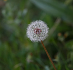 Flying seeds