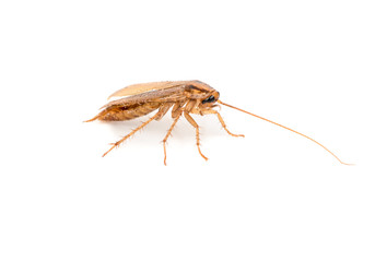 Small brown cockroach isolated on white background