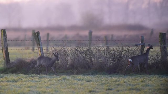 Zwei Rehb&ouml;cke an Revier Grenze, Weidezaun, 