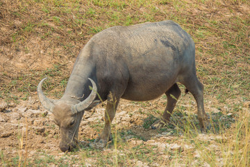 Obraz premium Thai buffalo is grazing in a field.