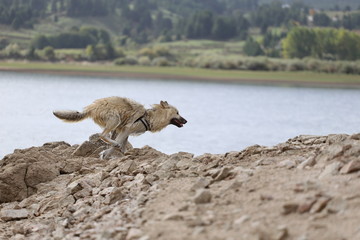 American Wolfdogs and Czech Wolfdogs playing