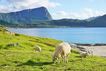 Obraz premium Sheep grazing in the grass by a beach in the Lofoten islands, Norway