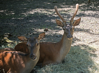 Red deer, Szarvas, Hungary