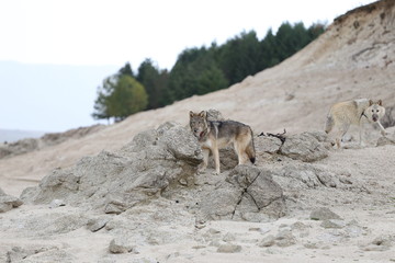 American Wolfdogs and Czech Wolfdogs playing