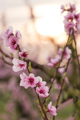 Peach flowers are blooming in springtime