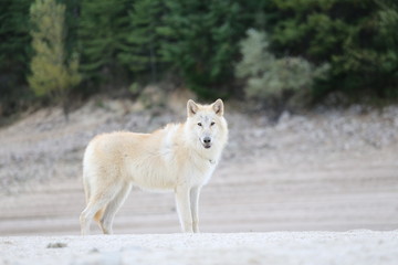 American Wolfdogs and Czech Wolfdogs playing