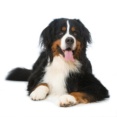 Berner Sennenhund