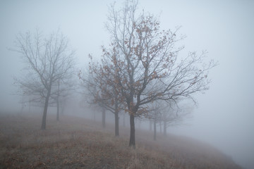 Obraz na płótnie Canvas Foggy hill in autumn