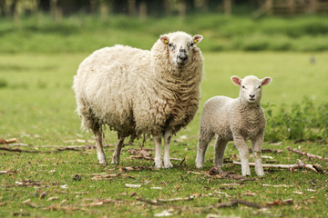 Naklejka na ściany i meble Mother ewe sheep with lamb