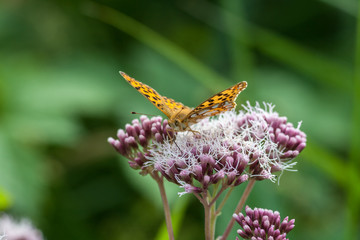 Kleiner Perlmuttfalter