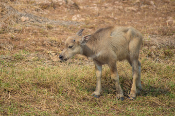 Thai baby buffalo is grazing in a field.