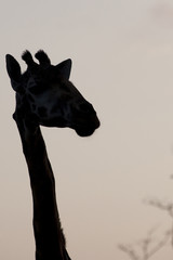 Kenya Africa