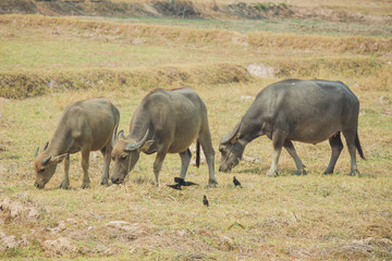 Thai buffalo is grazing in a field.