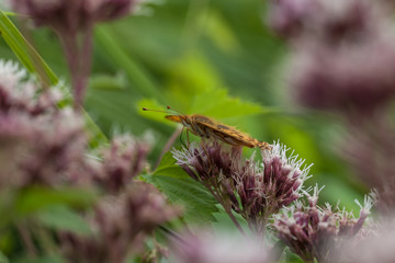 Kleiner Perlmuttfalter
