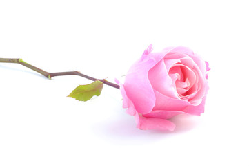Background with beautiful pink rose
