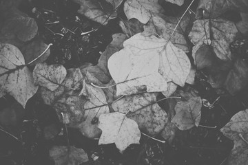 Faded black and white detailed dry fall leaves on the ground in the Pacific Northwest