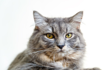 cat looking