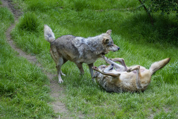 Wolves playing