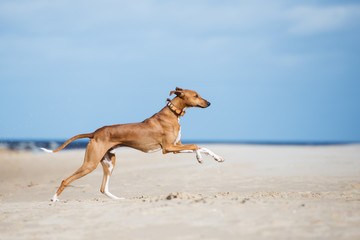happy azawakh dog running on the beach