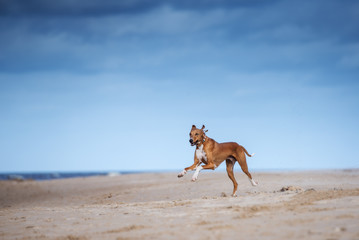 Fototapeta na wymiar happy azawakh dog running on the beach