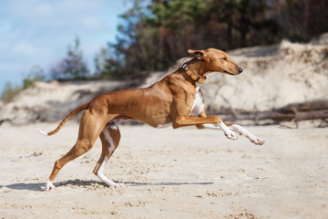 Obraz na płótnie Canvas happy azawakh dog running on the beach