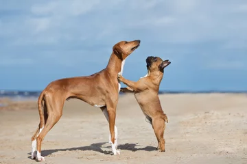 Gartenposter two red dogs posing on a beach together © otsphoto