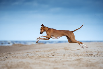 happy azawakh dog jumping running on the beach