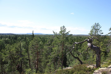 Вид на лес в ясный день. © verynika