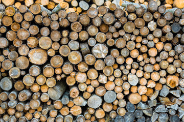 Holzstapel gefällter Bäume - rund