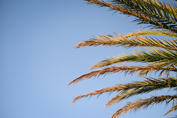 View of palm tree leaves over blue sunny sky