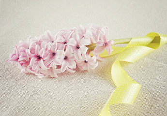 Branch of a pink hyacinth with a yellow ribbon on a cotton fabric background. Empty copy space for text