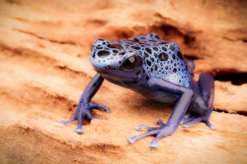 Blue and black poison dart frog, Dendrobates azureus. A beautiful poisonous rain forest animal in danger of extinction. Pet amphibian in a rainforest terrarium. .