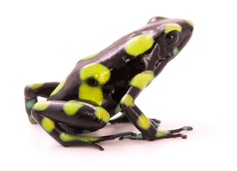 poison dart frog, Dendrobates auratus from the tropical rain forest of Colombia. A poisonous animal isolated on white.
